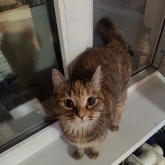 Подробнее об объявлении «Найдена кошка домашняя Москва» Фото: найдена кошка  «Найдена кошка домашняя Москва» в г. Москва