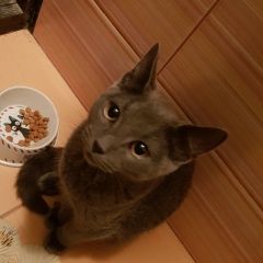 Подробнее об объявлении «Найдена кошка русская голубая Пермь» Фото: найдена кошка Русская голубая кошка «Найдена кошка русская голубая Пермь» в г. Пермь