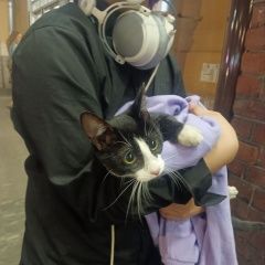 Подробнее об объявлении «Найдена кошка возле метро маяковская спб Санкт-Петербург» Фото: найдена кошка  «Найдена кошка возле метро маяковская спб...» в г. Санкт-Петербург