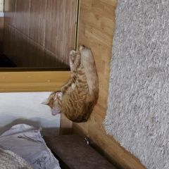 Подробнее об объявлении «Найдена кошка Ростов-на-Дону» Фото: найдена кошка  «Найдена кошка Ростов-на-Дону» в г. Ростов-на-Дону