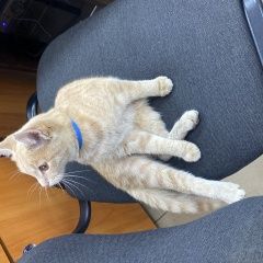 Подробнее об объявлении «Найдена кошка Ачинск» Фото: найдена кошка  «Найдена кошка Ачинск» в г. Ачинск