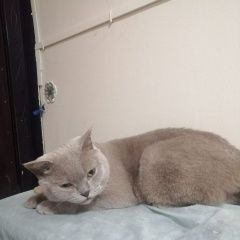 Подробнее об объявлении «Найдена кошка кот британец Москва» Фото: найдена кошка  «Найдена кошка кот британец Москва» в г. Москва