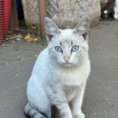 Подробнее об объявлении «Найдена кошка голубоглазые котята в добрые руки Котельники» Фото: найдена кошка  «Найдена кошка голубоглазые котята в добрые руки...» в г. Котельники