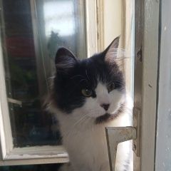 Подробнее об объявлении «Найдена кошка Москва» Фото: найдена кошка  «Найдена кошка Москва» в г. Москва