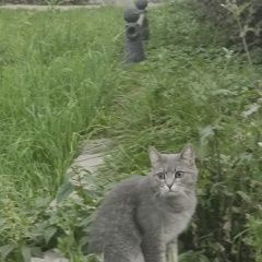 Подробнее об объявлении «Найдена кошка милая кошкчка Санкт-Петербург» Фото: найдена кошка  «Найдена кошка милая кошкчка Санкт-Петербург» в г. Санкт-Петербург