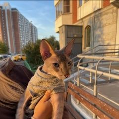 Подробнее об объявлении «Найдена кошка. кот в мкр. кучино Балашиха» Фото: найдена кошка  «Найдена кошка. кот в мкр. кучино Балашиха» в г. Балашиха