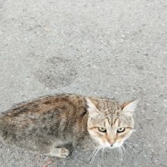 Подробнее об объявлении «Найден кот домашний кот Санкт-Петербург» Фото: найдена кошка  «Найден кот домашний кот Санкт-Петербург» в г. Санкт-Петербург