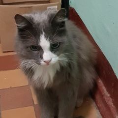Подробнее об объявлении «Найдена кошка, печатники Москва» Фото: найдена кошка  «Найдена кошка, печатники Москва» в г. Москва