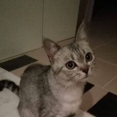 Подробнее об объявлении «Найдена кошка Москва» Фото: найдена кошка  «Найдена кошка Москва» в г. Москва