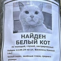 Подробнее об объявлении «Найден кот белый кот Москва» Фото: найдена кошка  «Найден кот белый кот Москва» в г. Москва