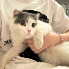 Подробнее об объявлении «Найдена кошка Чебоксары» Фото: найдена кошка  «Найдена кошка Чебоксары» в г. Чебоксары