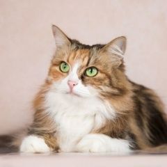 Подробнее об объявлении «Найдена кошка муcя девoчкa трёxцвeтка ищет свою мaму Москва» Фото: найдена кошка  «Найдена кошка муcя девoчкa трёxцвeтка ищет свою...» в г. Москва