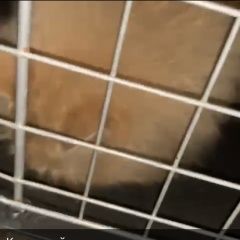 Подробнее об объявлении «Найдена кошка рыжая пушистая Москва» Фото: найдена кошка  «Найдена кошка рыжая пушистая Москва» в г. Москва