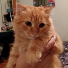Подробнее об объявлении «Найден кот Тольятти» Фото: найдена кошка  «Найден кот Тольятти» в г. Тольятти