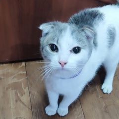 Подробнее об объявлении «Бор Найден кот.» Фото: найдена кошка  «Бор Найден кот.» в г. Бор