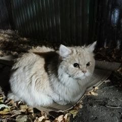Подробнее об объявлении «Найдена кошка савеловский район, 1я хуторская 16/26к6 Москва» Фото: найдена кошка  «Найдена кошка савеловский район, 1я хуторская...» в г. Москва