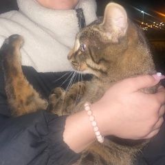 Подробнее об объявлении «Найден котик у народного Нижний Тагил» Фото: найдена кошка  «Найден котик у народного Нижний Тагил» в г. Нижний Тагил