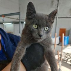 Подробнее об объявлении «Найден котёнок Курган» Фото: найдена кошка  «Найден котёнок Курган» в г. Курган