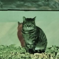 Подробнее об объявлении «Найдена кошка полосатый кот Москва» Фото: найдена кошка  «Найдена кошка полосатый кот Москва» в г. Москва