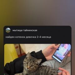 Подробнее об объявлении «Найдена кошка Мытищи» Фото: найдена кошка  «Найдена кошка Мытищи» в г. Мытищи
