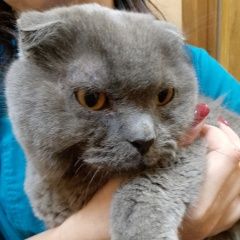 Подробнее об объявлении «Найден кот Энгельс» Фото: найдена кошка  «Найден кот Энгельс» в г. Энгельс