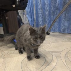 Подробнее об объявлении «Ангарск Найден кот» Фото: найдена кошка  «Ангарск Найден кот» в г. Ангарск