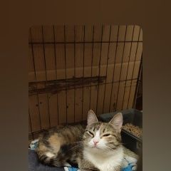 Подробнее об объявлении «Санкт-Петербург Найдена кошка домашняя кошечка» Фото: найдена кошка  «Санкт-Петербург Найдена кошка домашняя кошечка» в г. Санкт-Петербург