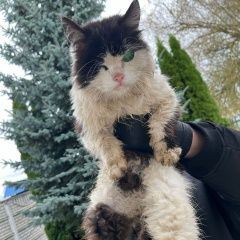 Подробнее об объявлении «Найдена кошка или кот без глаза и плохо видит ли Тверь» Фото: найдена кошка  «Найдена кошка или кот без глаза и плохо видит...» в г. Тверь