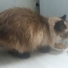 Подробнее об объявлении «Санкт-Петербург Найден кот» Фото: найдена кошка  «Санкт-Петербург Найден кот» в г. Санкт-Петербург