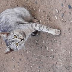Подробнее об объявлении «Найден кот Кострома» Фото: найдена кошка  «Найден кот Кострома» в г. Кострома