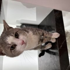 Подробнее об объявлении «Найден кот Москва» Фото: найдена кошка  «Найден кот Москва» в г. Москва