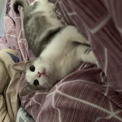 Подробнее об объявлении «Химки Найден кот» Фото: найдена кошка  «Химки Найден кот» в г. Химки