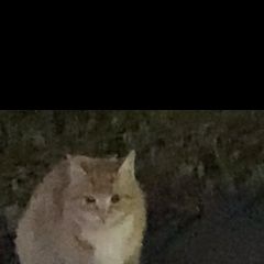 Подробнее об объявлении «Истра Найдена кошка» Фото: найдена кошка  «Истра Найдена кошка» в г. Истра