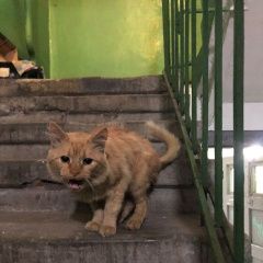 Подробнее об объявлении «Найден кот рыжий кот-подросток Москва» Фото: найдена кошка  «Найден кот рыжий кот-подросток Москва» в г. Москва