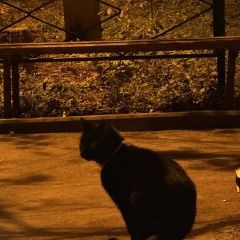 Подробнее об объявлении «Владивосток Найдена кошка черная, с розовым ошейником» Фото: найдена кошка  «Владивосток Найдена кошка черная, с розовым...» в г. Владивосток