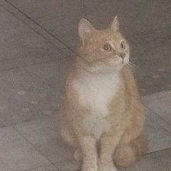 Подробнее об объявлении «Найдена кошка ласковая кошка Анапа» Фото: найдена кошка  «Найдена кошка ласковая кошка Анапа» в г. Анапа