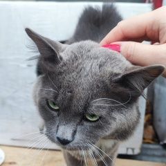 Подробнее об объявлении «Найден кот крик души ищем старых или новых хозяев. Мытищи» Фото: найдена кошка Русская голубая кошка «Найден кот крик души ищем старых или новых...» в г. Мытищи