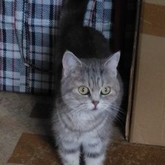 Подробнее об объявлении «Найдена кошка Ялуторовск» Фото: найдена кошка Скоттиш страйт (шотландская прямоухая) «Найдена кошка Ялуторовск» в г. Ялуторовск