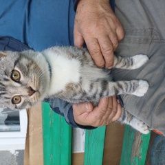 Подробнее об объявлении «Найден кот Тула» Фото: найдена кошка  «Найден кот Тула» в г. Тула