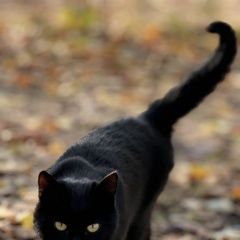 Подробнее об объявлении «Истра Найден кот» Фото: найдена кошка  «Истра Найден кот» в г. Истра