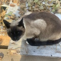 Подробнее об объявлении «Истра Найден кот» Фото: найдена кошка  «Истра Найден кот» в г. Истра