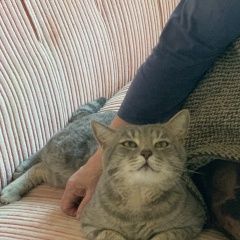 Подробнее об объявлении «Истра Найден кот» Фото: найдена кошка  «Истра Найден кот» в г. Истра