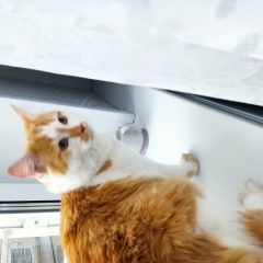 Подробнее об объявлении «Найдена кошка кот рыжий с белым Рубцовск» Фото: найдена кошка  «Найдена кошка кот рыжий с белым Рубцовск» в г. Рубцовск