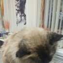 Подробнее об объявлении «Москва Найдена кошка порода не уточнённая» Фото: найдена кошка  «Москва Найдена кошка порода не уточнённая» в г. Москва