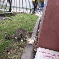 Подробнее об объявлении «Найдена кошка Москва» Фото: найдена кошка  «Найдена кошка Москва» в г. Москва