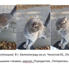 Подробнее об объявлении «Найдена кошка в г. калининград на ул. чекистов 81, Калининград (Кенигсберг)» Фото: найдена кошка  «Найдена кошка в г. калининград на ул. чекистов...» в г. Калининград (Кенигсберг)