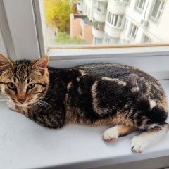 Подробнее об объявлении «Найден кот Москва» Фото: найдена кошка  «Найден кот Москва» в г. Москва