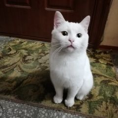 Подробнее об объявлении «Ангарск Найдена кошка» Фото: найдена кошка  «Ангарск Найдена кошка» в г. Ангарск