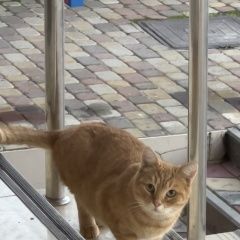 Подробнее об объявлении «Найден кот рыжий Анапа» Фото: найдена кошка  «Найден кот рыжий Анапа» в г. Анапа