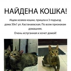 Подробнее об объявлении «Найдена кошка Москва» Фото: найдена кошка  «Найдена кошка Москва» в г. Москва